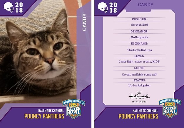 st_cats's tweet photo. Candy is looking for her forever home❤#rescuecats She will be competing in out 1st Adoption Cat Bowl on Saturday!!#catsrule https://t.co/c1R3MHjcha