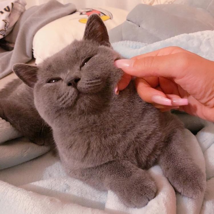͓ ⁼ ♡̶ ˓ 𝑳𝒐𝒐𝒌𝒕𝒂𝒏 ˒ 🐈𐬹 @CLOSE tweet media