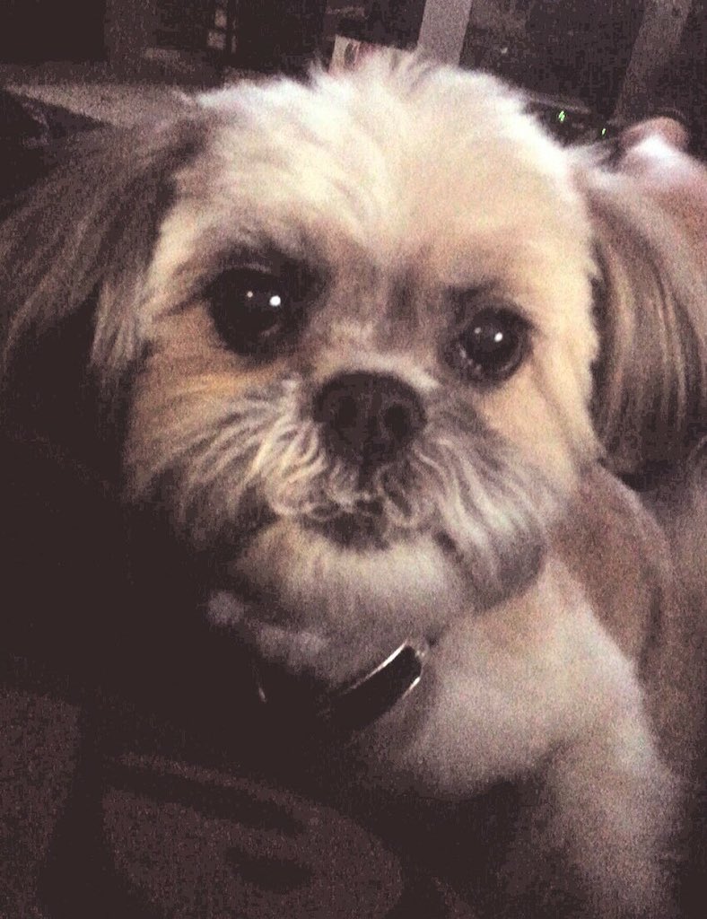 aaroncopas2's tweet image. i would never wish this pain upon anyone. It’s not goodbye my little princess, it’s see you later. i’ll love you forever Kisses. 💕❤️👼🏽