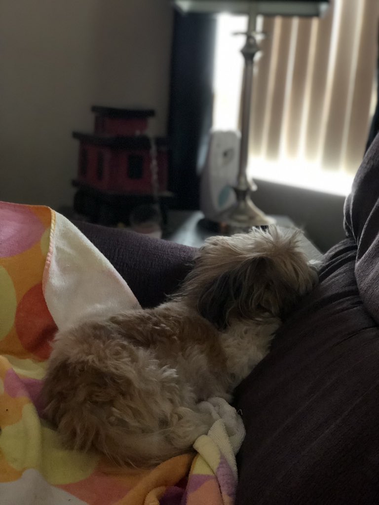 aaroncopas2's tweet image. i would never wish this pain upon anyone. It’s not goodbye my little princess, it’s see you later. i’ll love you forever Kisses. 💕❤️👼🏽