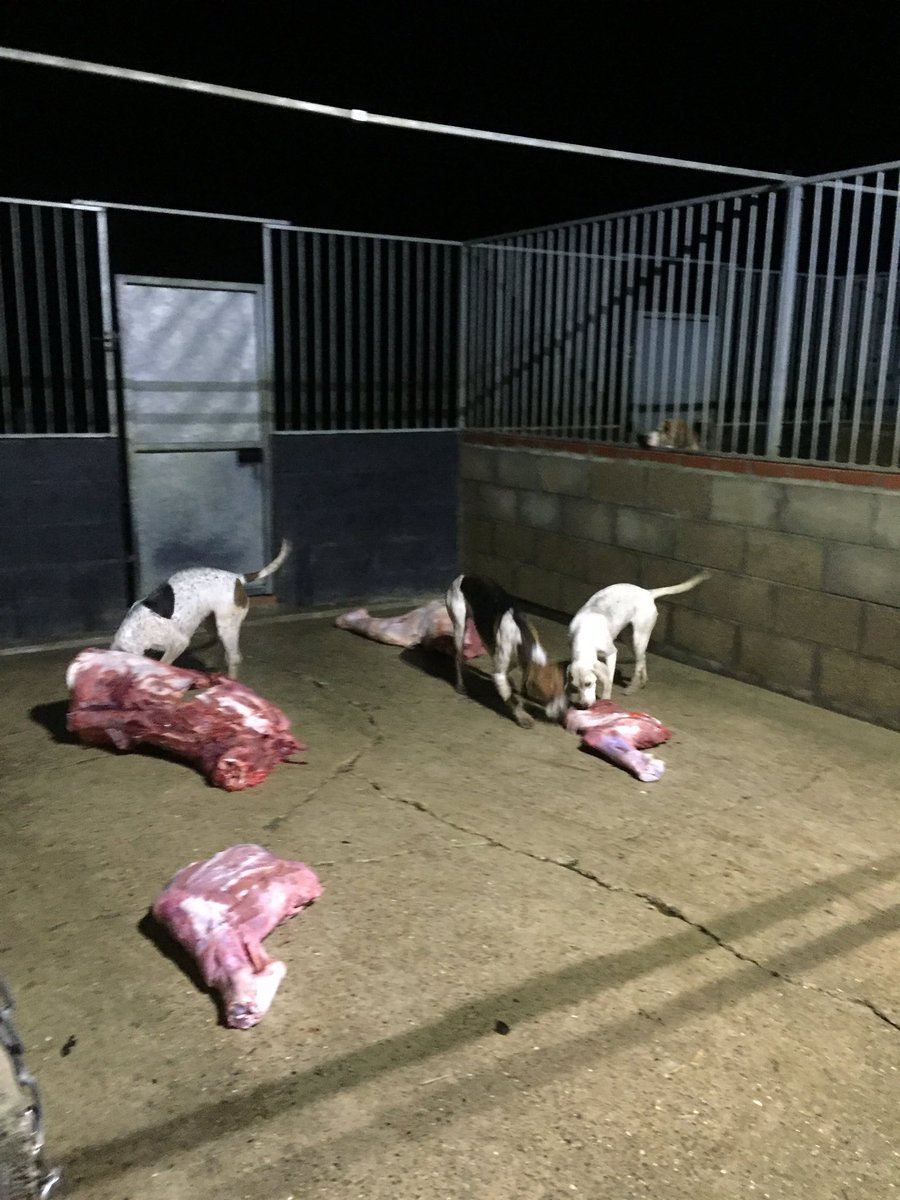 A huge thank you to Waveney Harriers for a great meeting at the hunt kennels this evening.
Interesting to see the hounds being fed and learn about the role of a Huntsman and the fallen stock service provided to local farmers 🐴🐶
#hunting #bantheban #YFC #NorfolkYFC #countrylife