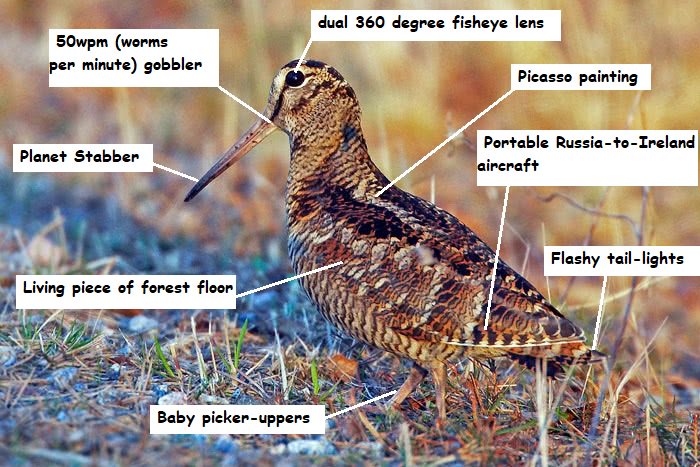 I give you all the best features of woodcock as #UnscienceAnAnimal sees it!