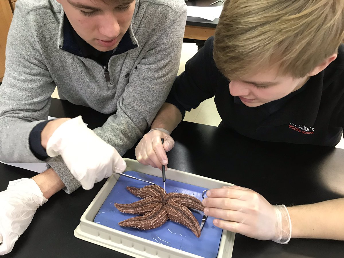 kperez919's tweet photo. Marine Science students dissected sea stars. What kind of symmetry do these echinoderms have? #scienceclass #seastars @SLWildcats https://t.co/hPZ13fIFVk