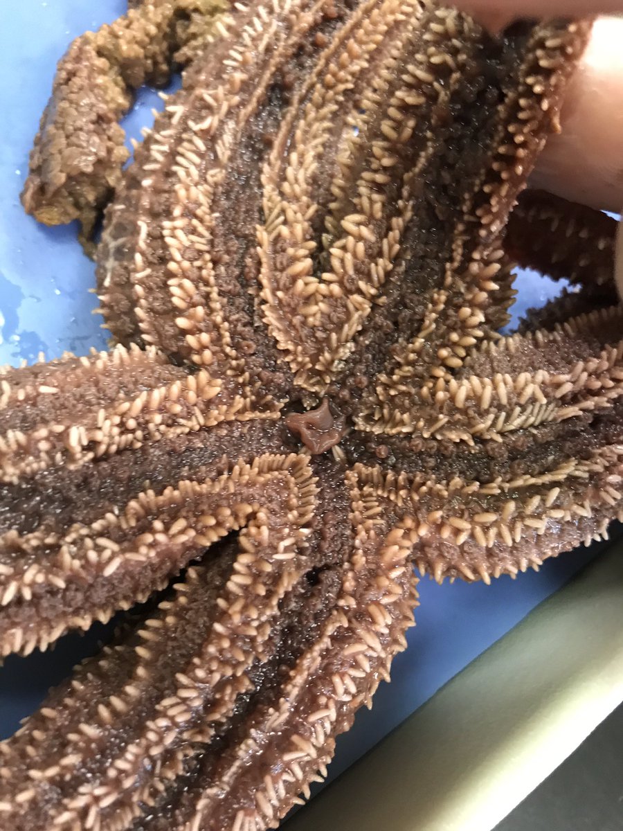 kperez919's tweet photo. Marine Science students dissected sea stars. What kind of symmetry do these echinoderms have? #scienceclass #seastars @SLWildcats https://t.co/hPZ13fIFVk