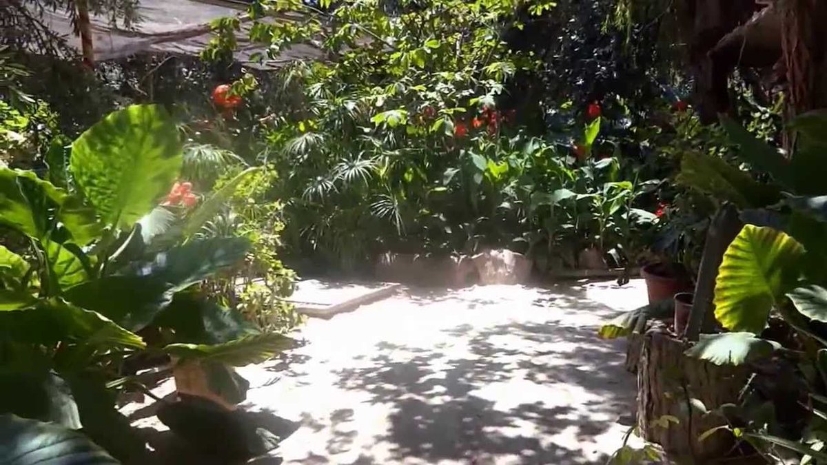 AllforHandG's tweet image. #plantlovermx #jardin #garden #santuario #Sanctuary #colibri #hummingbird #UNAM #Mexico #sigume #FolloMe 

La UNAM crea jardines santuario de colibríes buff.ly/2WoAQgR