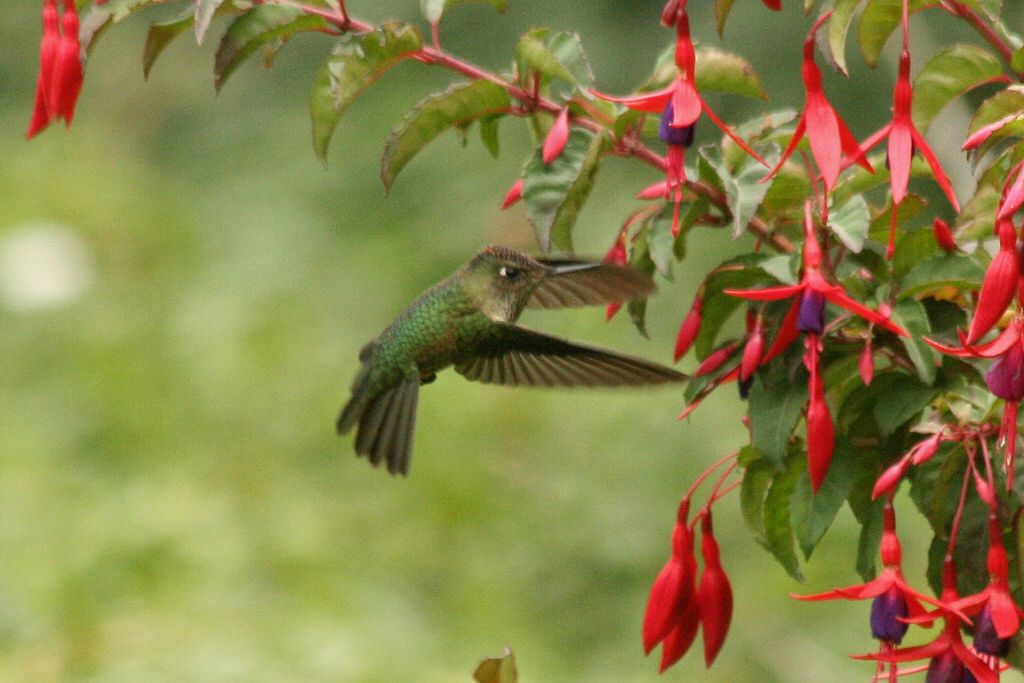 AllforHandG's tweet image. #plantlovermx #jardin #garden #santuario #Sanctuary #colibri #hummingbird #UNAM #Mexico #sigume #FolloMe 

La UNAM crea jardines santuario de colibríes buff.ly/2WoAQgR