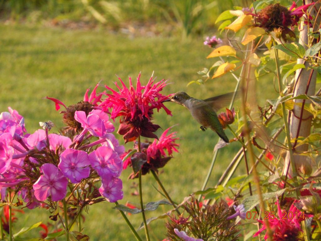 AllforHandG's tweet image. #plantlovermx #jardin #garden #santuario #Sanctuary #colibri #hummingbird #UNAM #Mexico #sigume #FolloMe 

La UNAM crea jardines santuario de colibríes buff.ly/2WoAQgR