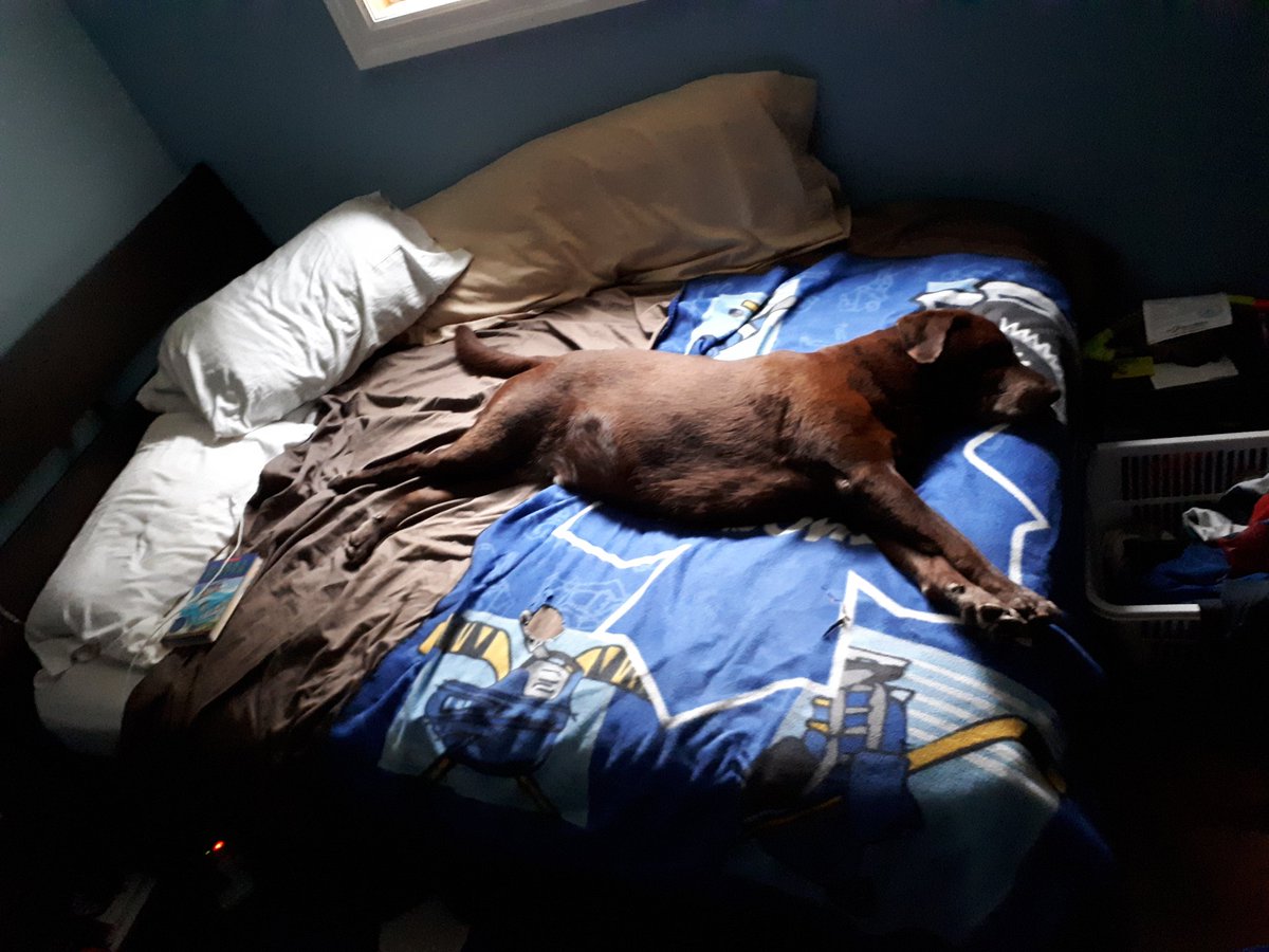 LittleCorey17's tweet photo. Here are some pictures of my dog on #BellLetsTalk day. It's okay to stretch out and take time and space for yourself and your health. Help end the stigma. #lessonsfromBosco https://t.co/gNxFUiFsQH