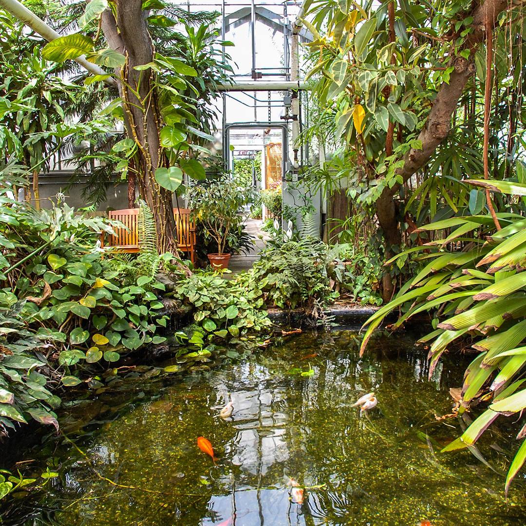 College of Natural Sciences at UMass Amherst (@cns_umass) on Twitter photo Refuge&resource:Caring for a campus oasis.UMass journalism dept publication <a href="/AmherstWire/">Amherst Wire</a> brings #DurfeeConservatory into focus w/ article & photos. More on this horticultural haven: umass.science
#UMassCNS #UMassStockbridge #UMassNaturallyInspiring #DurfeeConservatory Refuge&resource:Caring for a campus oasis.UMass journalism dept publication <a href="/AmherstWire/">Amherst Wire</a> brings #DurfeeConservatory into focus w/ article & photos. More on this horticultural haven: umass.science
#UMassCNS #UMassStockbridge #UMassNaturallyInspiring #DurfeeConservatory