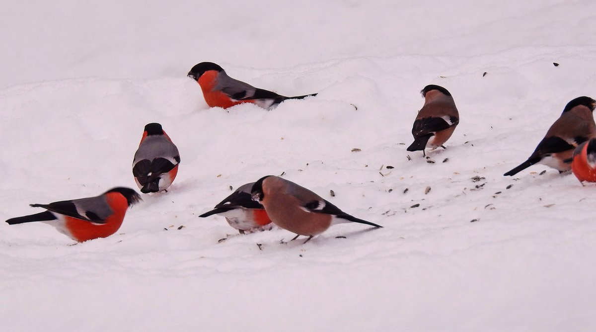 Punatulkkuja vuosi sitten ruokinnalla. Naaraalle maistuu näköjään syreenin siemenetkin  #punatukku #pyrrhulapyrrhula #suomenluonto #finnishnature #wintermoment #snow