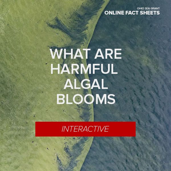 ErieIJC's tweet photo. What Are Harmful Algal Blooms? New Online Fact Sheet explains the basics @ohioseagrant https://t.co/6esPO0WbG2 https://t.co/dVoPzSYcM1
