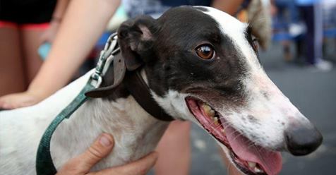 Hollywood Greyhound Park director forecasts "ultimate end of dog racing." As Florida tracks begin winding down, <a href="/GREY2KUSA/">GREY2K USA Worldwide</a> executive director Carey Theil applauds gradual transition. Orlando Sentinel g2kww.org/2sVpBPu