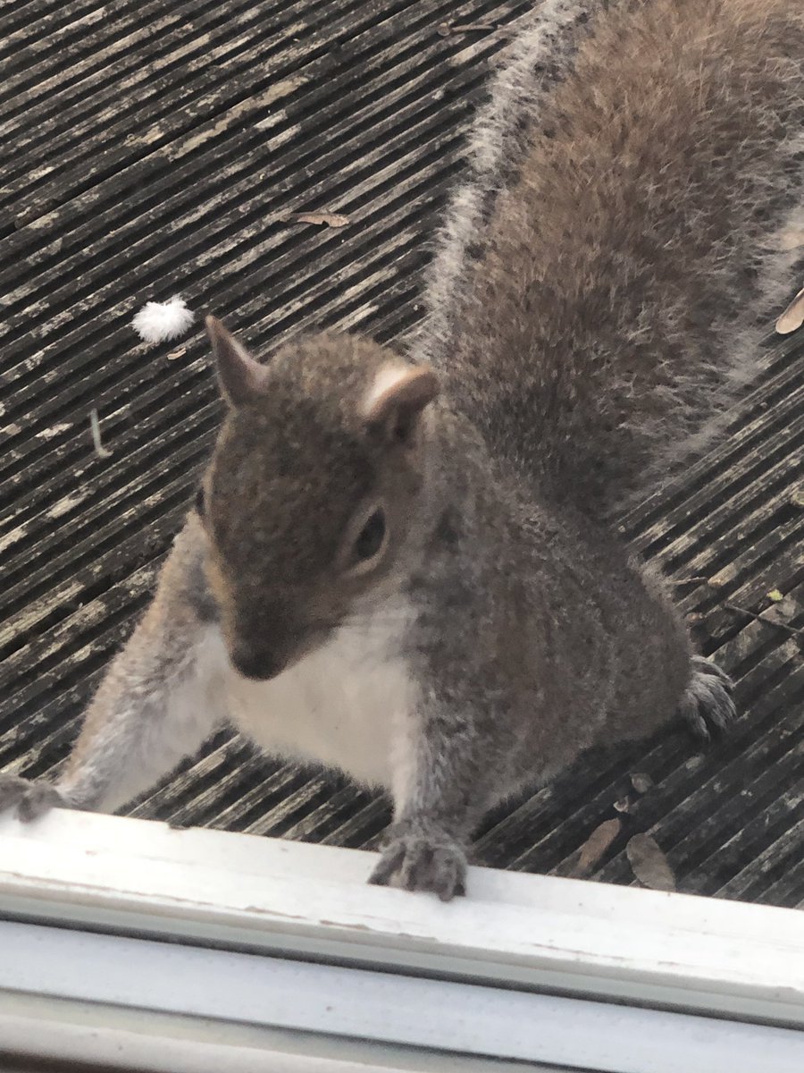 Had a visitor! 
“NUT ME BRO!”