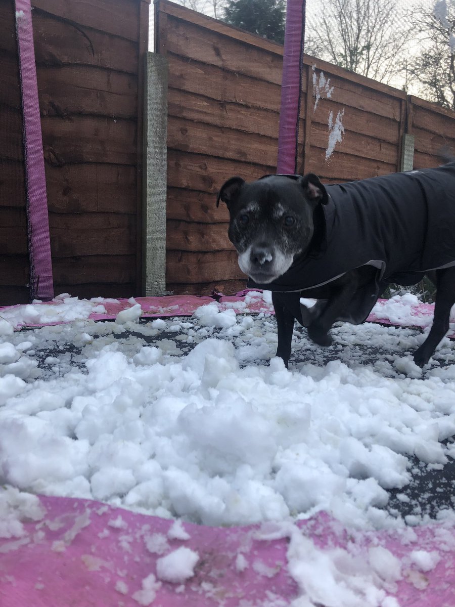 Olivia and her dog, trying to recreate some sort of John Lewis advert <a href="/vernonpark17/">Vernon Park Primary</a>