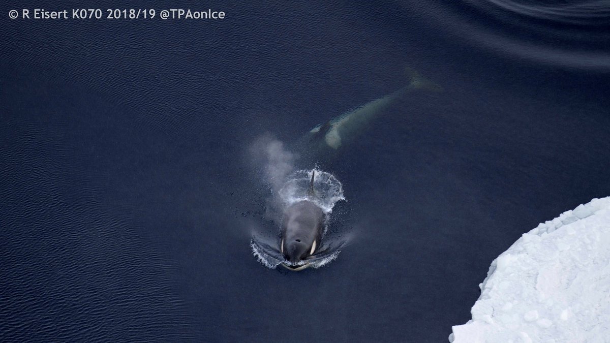 TPAonIce's tweet photo. #Antarctic killer #whales in #McMurdoSound as seen from the helicopter #SciArt  #TCKW  @AntarcticaNZ @pewenvironment @UNEnvironment @UCNZscience @marinebrit https://t.co/AkwbiMND56