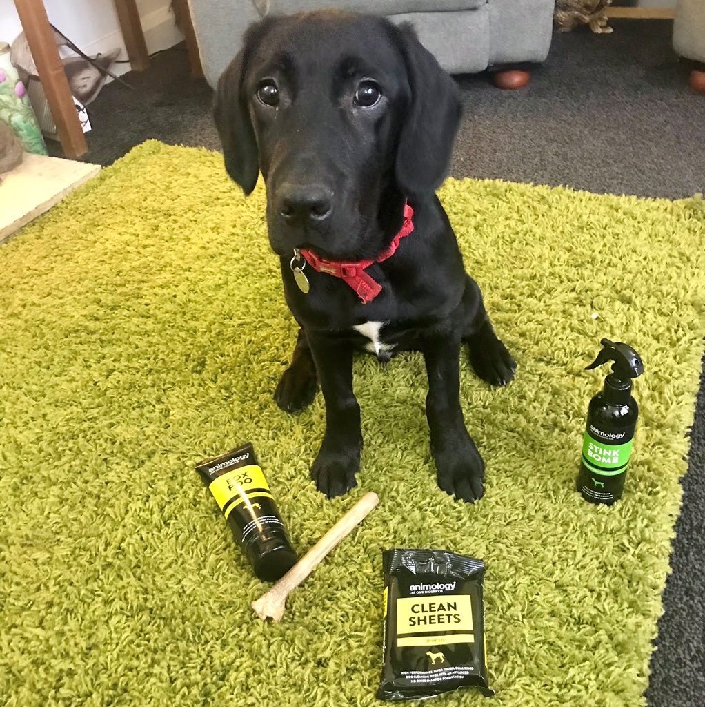 animology's tweet photo. Here is 4 month old Theo the Springador with his winnings from last weeks #FreebieFriday competition on Twitter.
#Animologist #LoveAnimology #WIN https://t.co/XOUTMddjGF