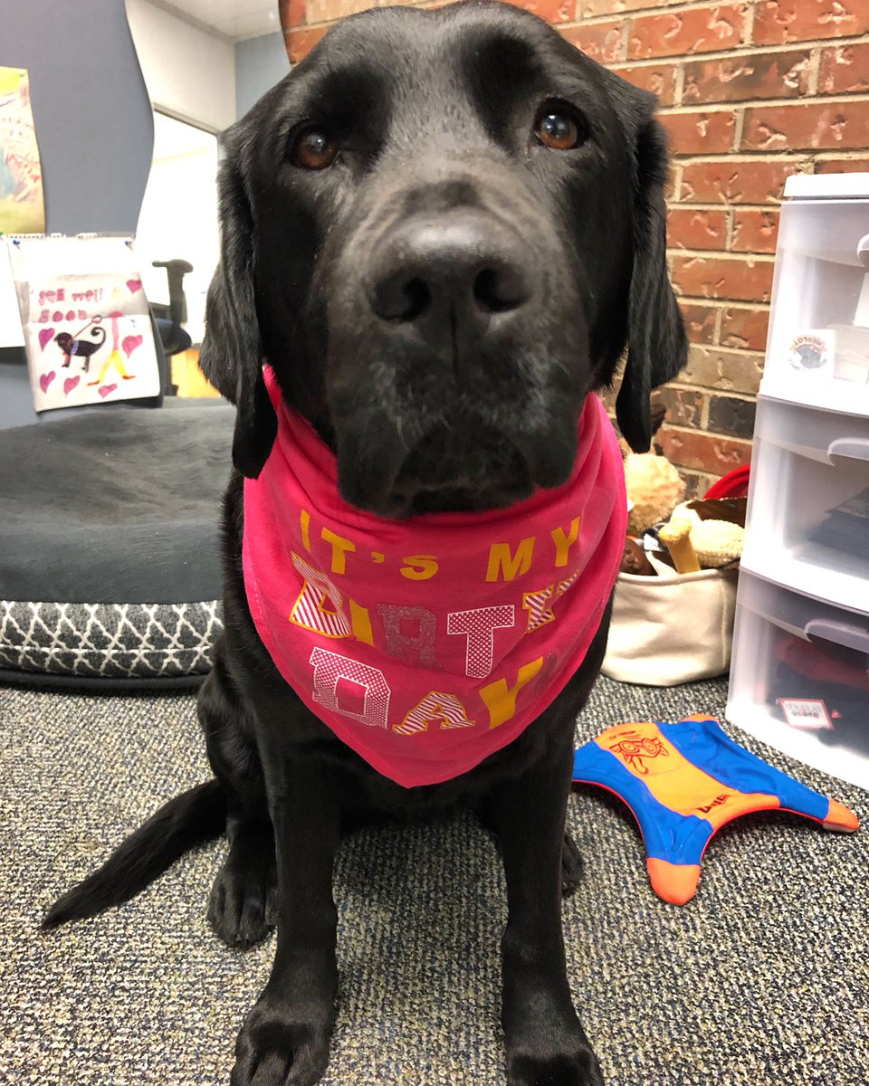 PADSk9Merlot's tweet photo. If you have to work on your #birthday might as well do it in style. ๐ #birthdaygirl #novest #treatsallday #facilitydog #workingdog #DogsofTwittter #yqr @PADSdogs @reginapolice https://t.co/6RlfBq9zVi