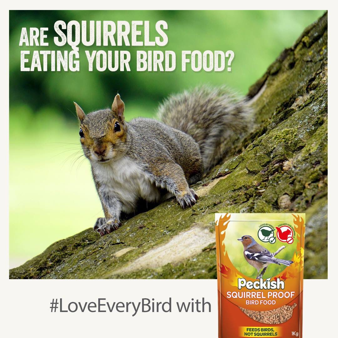 Are you having problems with Squirrels eating your bird food? Try Peckish Squirrel Proof Suet Pellets. The magic ingredient is Chilli as it’s too hot for Squirrels to eat! 

Read our article to find out more: bit.ly/2GbYVlD 

#LoveEveryBird