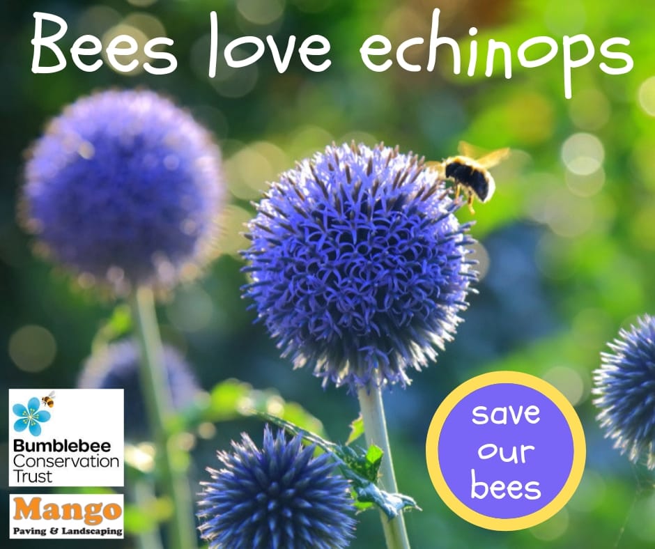 MangoExeter's tweet image. These flowers are just amazing! They make a statement, pop with colour, they have a wonderful name, add winter interest in garden and most importantly bees love them too.

Click the link to know more about helping our bees. 

bit.ly/2RgilYb