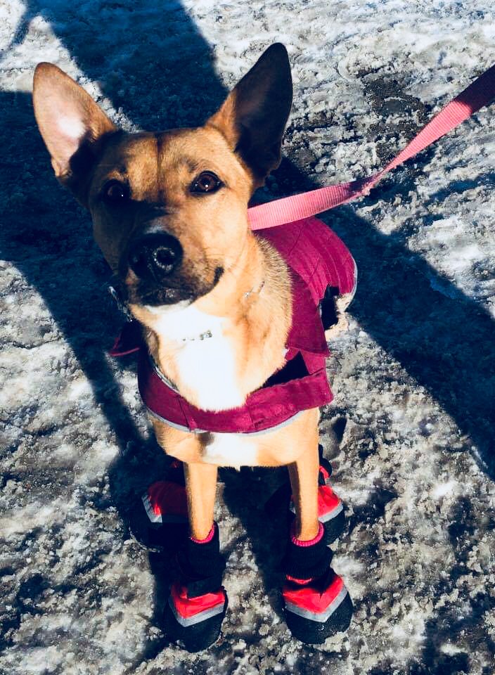 RescuedRascals's tweet photo. A little throwback of our 
@CACC_Adoptables
 Alum Zoey Branae in honor of the #PolarVortex2019  
She certainly won’t be playing outside today!! 🐾 
#AdoptDontShop #rescuedogs #dogsoftwitter #DogLover #RESCUE https://t.co/UiRtXktx9a