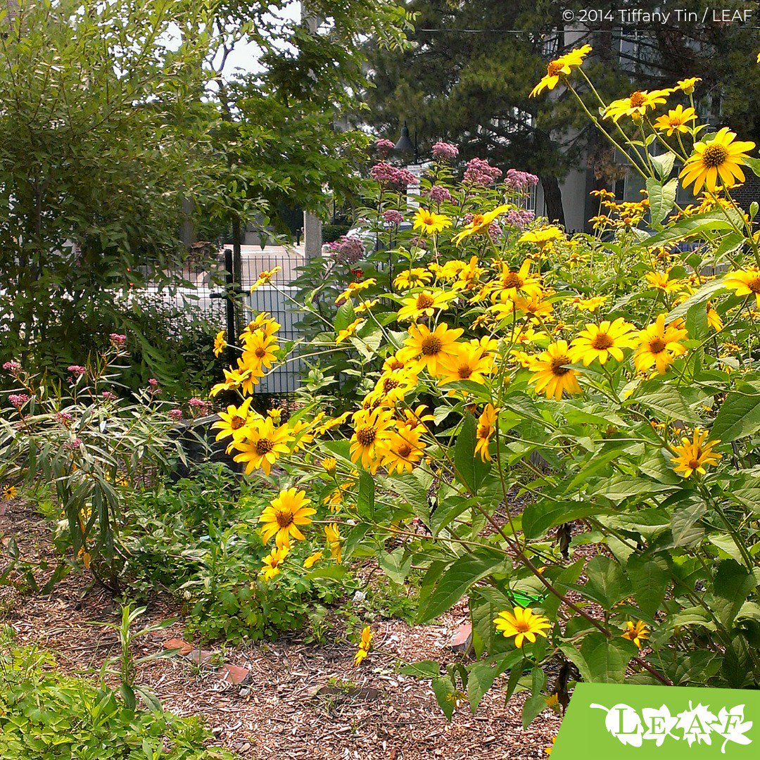 leaf's tweet photo. It sure is white out there, but it's a great time to plan your spring projects! To naturalize an outdoor space, mimic the multi-height nature of a forest - plant trees, shrubs, perennials &amp; groundcover. Plan now to have a garden like this later! #BackyardBiodiversity #gardengoals https://t.co/Z7LYdX94oA