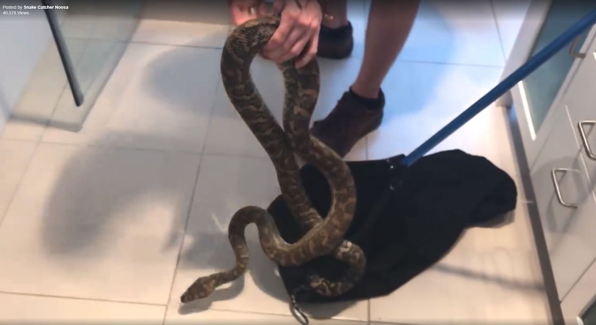 SunSentinel's tweet photo. After she sat down on the toilet, she felt a "tap" on her skin followed by a sharp pain. She looked down and saw a python looking up at her. https://t.co/1rH4w1OVOB https://t.co/O0CIkYkqe2