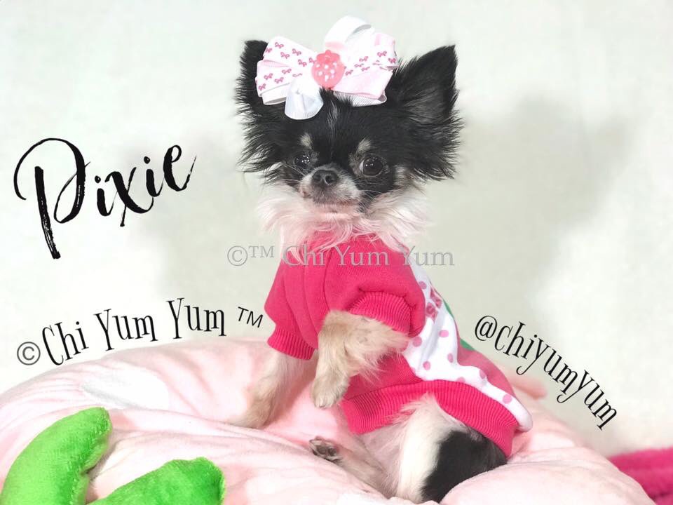 Posing “Pixie Style”
#Chihuahua #chi #pixiestyle #perfectpose #attitude #feisty #dogmodel #dogfashionista #smallestdog #cutestdogever #chiyumyum #chihuahuasoftwitter