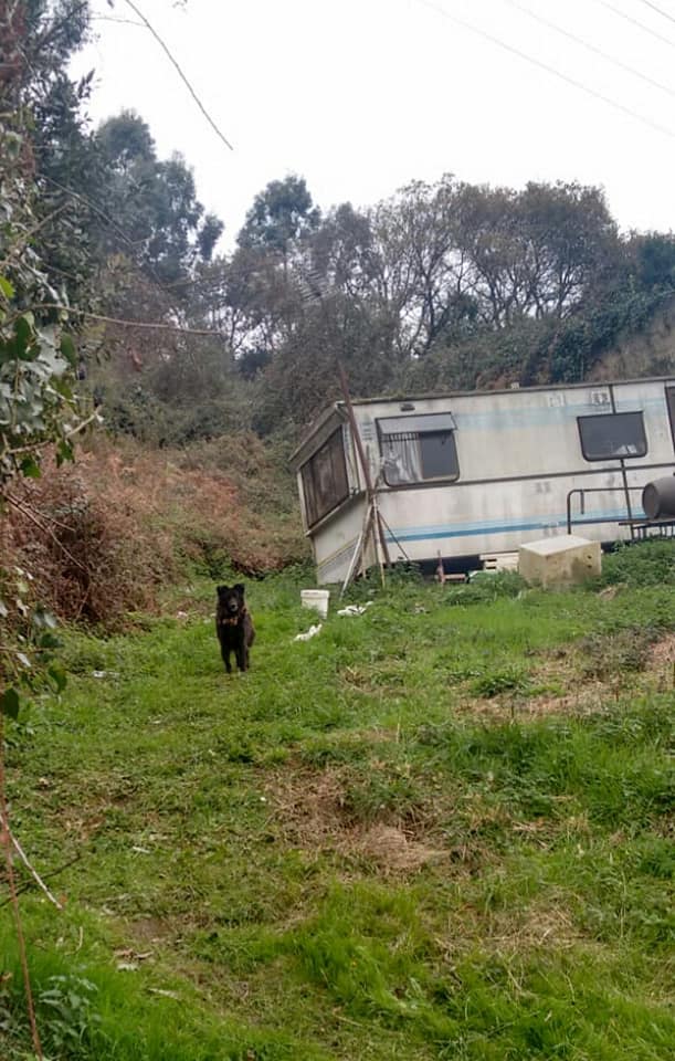 SosAbuelos1's tweet image. LEO (7 AÑOS) ASTURIAS 
YA ESTOY HARTO DE SOBREVIVIR!!!!!!de estar sólo, hambriento, sucio, sin caricias…Si esto es la vida, no sé si quiero estár aquí. 
Mi dueño ha muerto y me han dejado a mi suerte, y por desgracia, ya veis que no tengo mucha. 
Contacto Sole 653070797