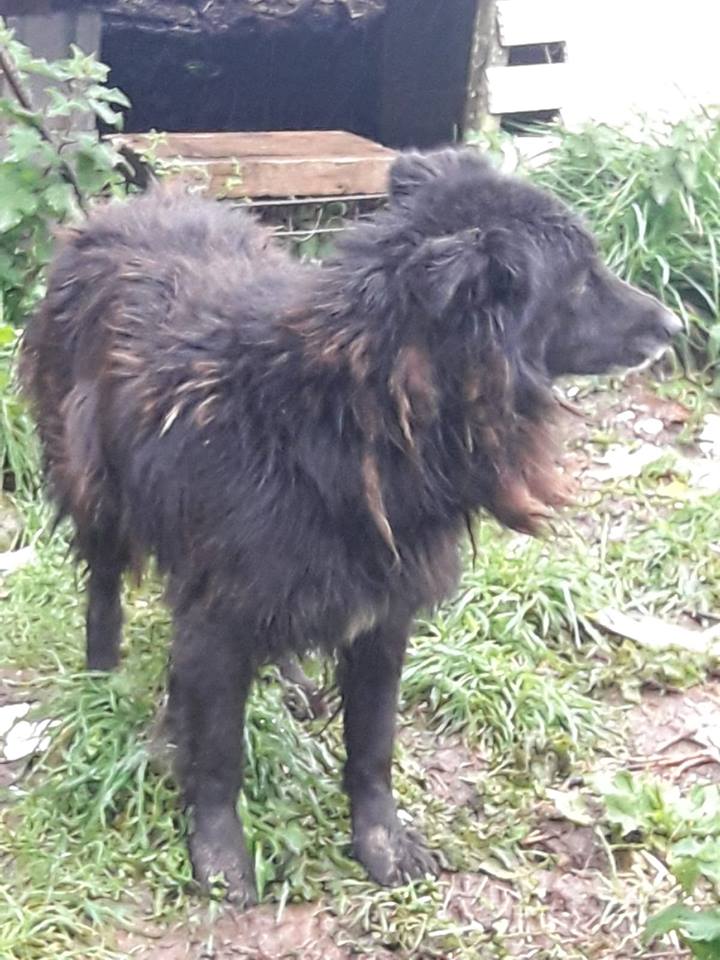 SosAbuelos1's tweet image. LEO (7 AÑOS) ASTURIAS 
YA ESTOY HARTO DE SOBREVIVIR!!!!!!de estar sólo, hambriento, sucio, sin caricias…Si esto es la vida, no sé si quiero estár aquí. 
Mi dueño ha muerto y me han dejado a mi suerte, y por desgracia, ya veis que no tengo mucha. 
Contacto Sole 653070797