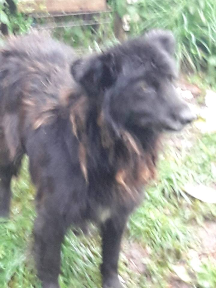 SosAbuelos1's tweet image. LEO (7 AÑOS) ASTURIAS 
YA ESTOY HARTO DE SOBREVIVIR!!!!!!de estar sólo, hambriento, sucio, sin caricias…Si esto es la vida, no sé si quiero estár aquí. 
Mi dueño ha muerto y me han dejado a mi suerte, y por desgracia, ya veis que no tengo mucha. 
Contacto Sole 653070797