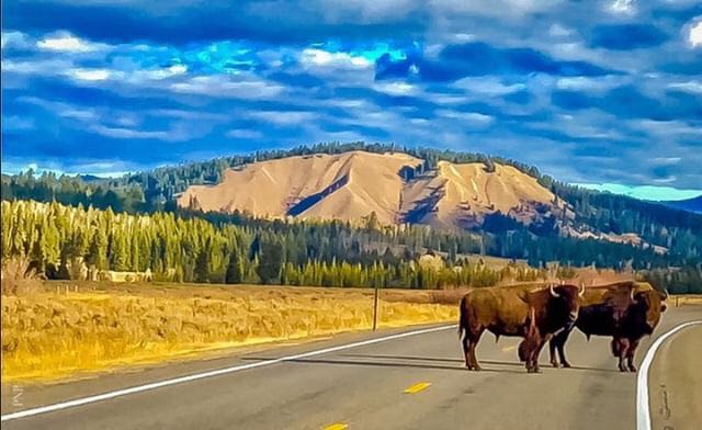 GearDoctors's tweet photo. yellowstone national park
@da_chunk
.
.
.
#camping #hiking #outdoor #GearDoctors #campingGear #adventurelife #wondermore #everytrailconnects #hikingtrip #campingwithkids #mthrworld #letscamp #stayandwonder #adventureanywhere #hikingtrail #wildcamping #takeahike #outside_pro https://t.co/WXJhmYrzKH