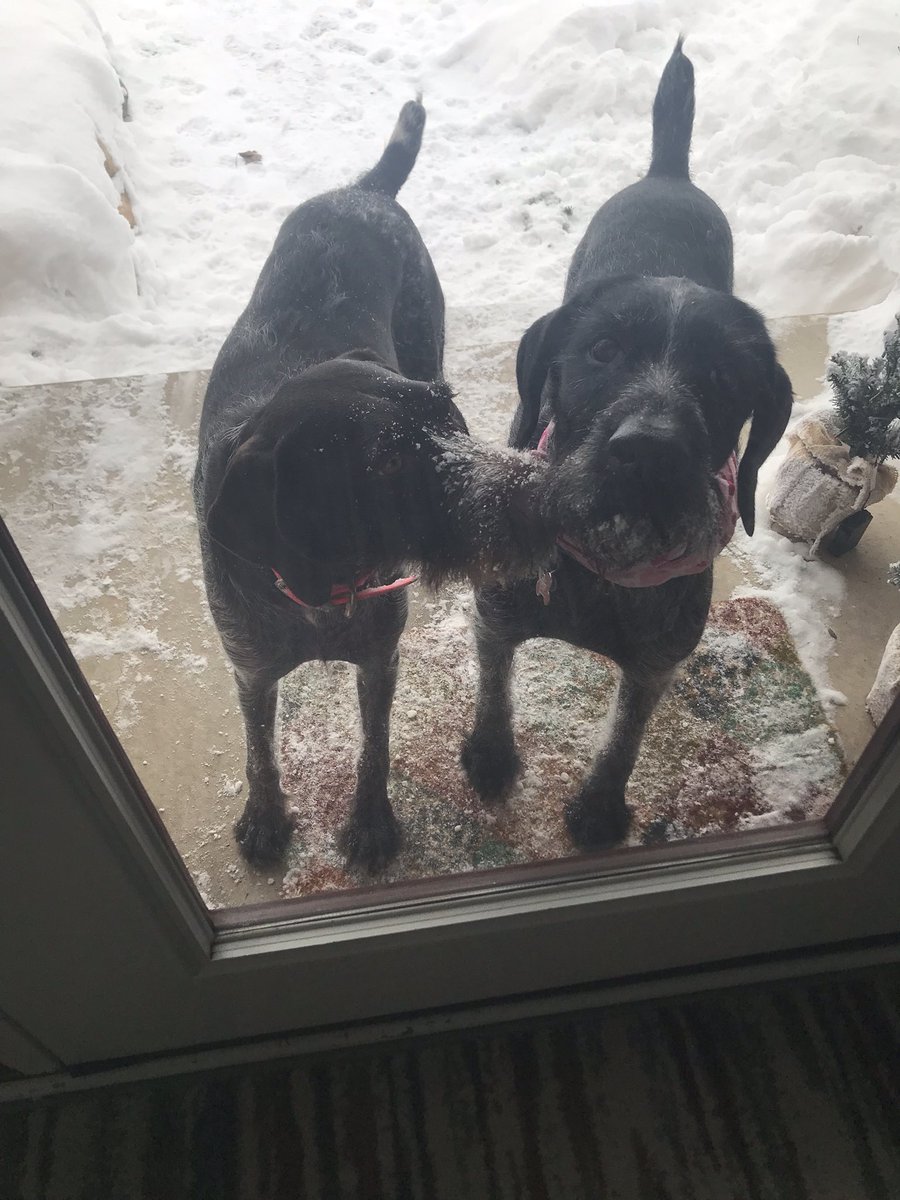 wilsona_amy's tweet photo. Let the dogs out to go potty and one of them killed a bird that was apparently taking refuge on the porch. We are now a crime scene. #PolarVortex #snowdaysfordays #whodoneit #theydontfeelguilty #truecrime #cabinfeverforall https://t.co/m4MX4AW8B7
