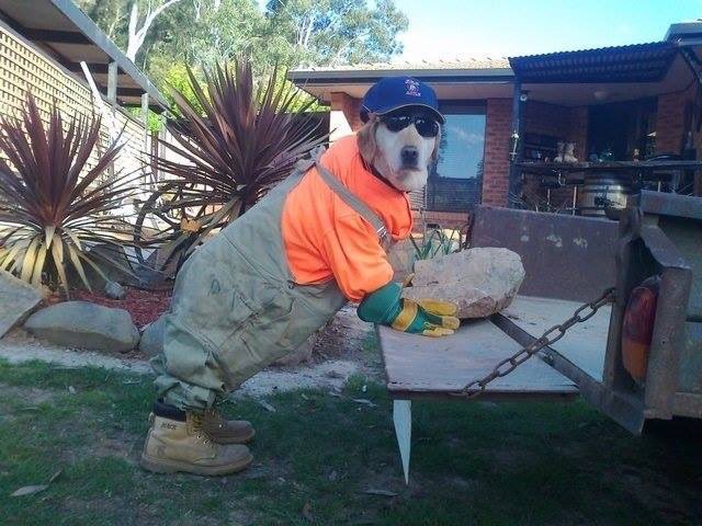 TaskElectricLLC's tweet image. The labor shortage is getting ruff.
.
.
#workinglikeadog #workplacehumor #jobsitehumor #electricians #electricalcontractors #contractors #construction #builders #foreman #multifamily #commercial #condos #apartments #raleigh #durham #northcarolina #taskeelectricllc #dogs