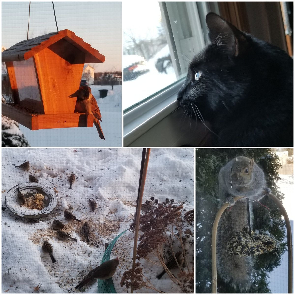 vintagepix's tweet photo. Greetings from the Wisconsin #PolarVortex2019! I bundled up to go outside for a minute to restock #BirdfeederTV for @yourevilcats, but otherwise staying inside today. Letting the Squirrel Bandit demolish the seed bell. #CatsOfTwitter #SquirrelCrime https://t.co/X5W0yAlAPC