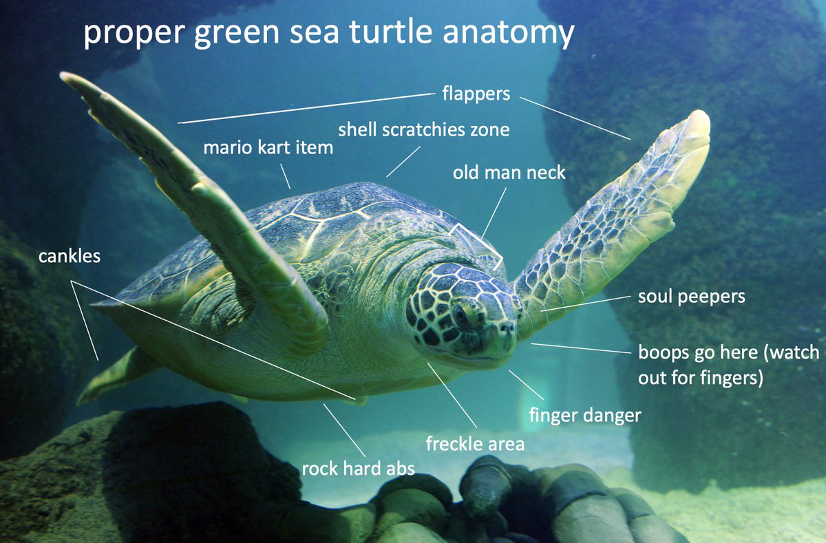 Hawksbill Sea Turtle Diagram