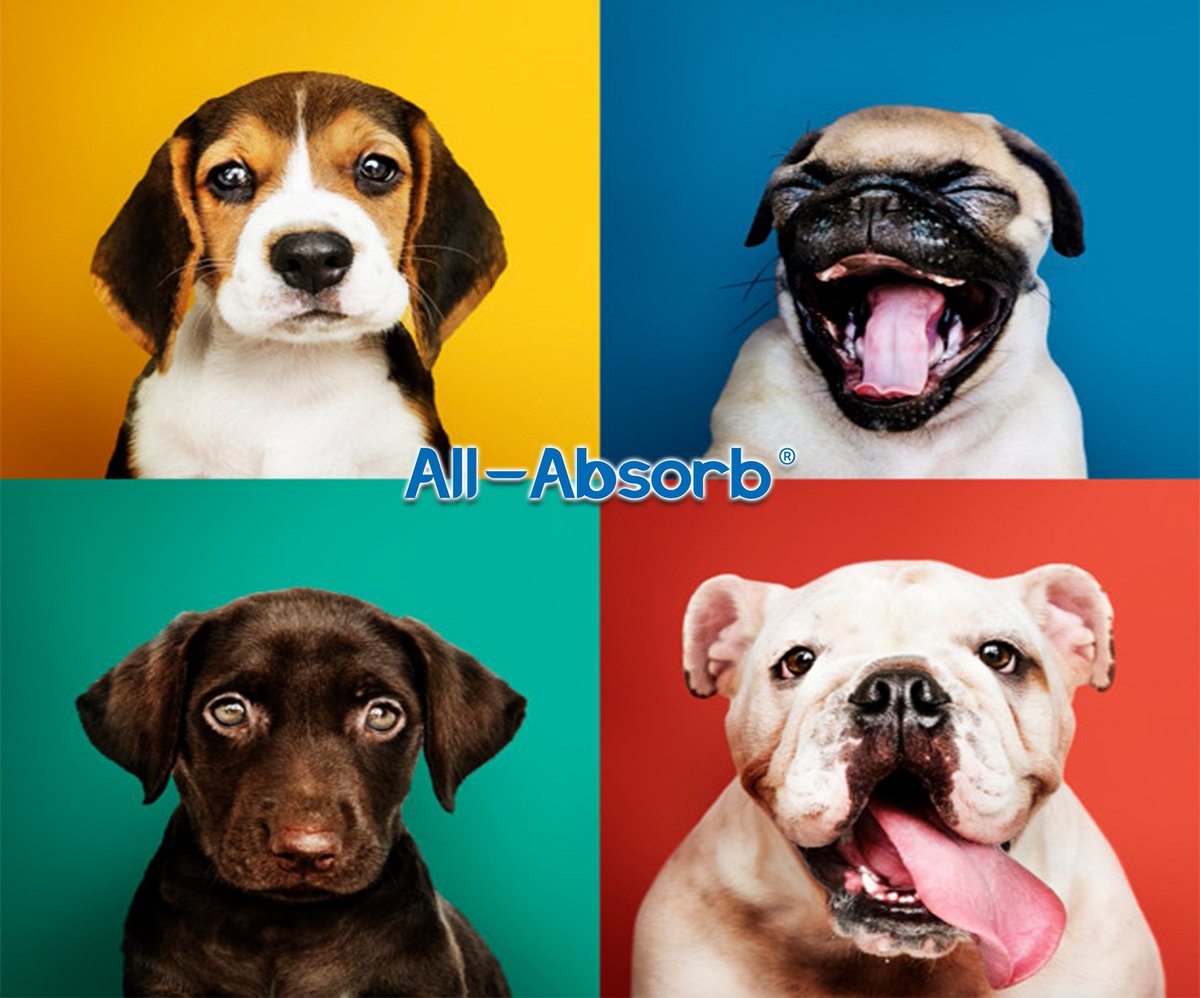 AllAbsorb's tweet image. Our Wednesday expressions throughout the day are SOO like....
😂
Shop here for our Super Absorbent products: All-Absorb.com
🐶
#allabsorb #trainingpads #peepads #puppypads #WednesdayVibes #funnyfaces #dogs #adorable #Wednesday #wackywednesday