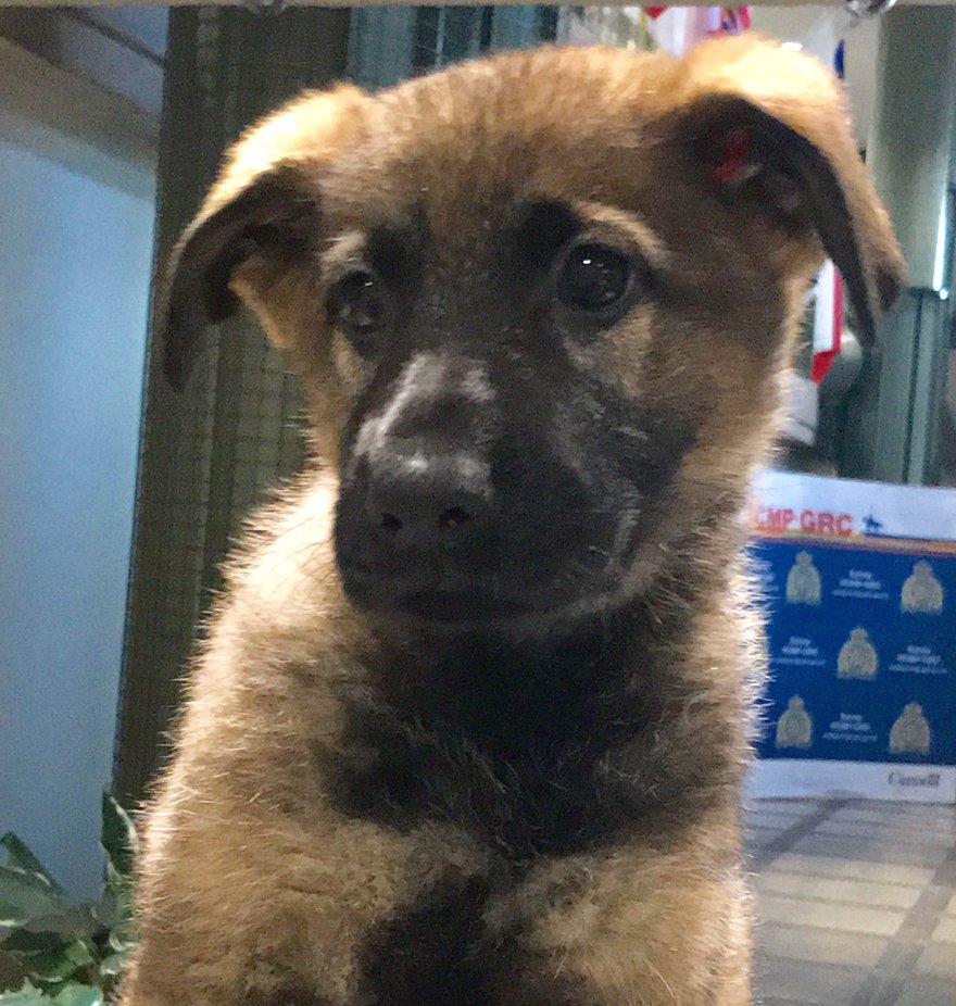 SurreyRCMP's tweet photo. Police puppy Lager paused for a split second (not even) to greet Sgt McKinney - the best way to start or end a shift! https://t.co/8bToeLNnRb