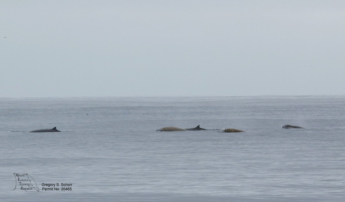 "Advances in research on the impacts of anti-submarine sonar on beaked whales" was published today in Proceedings of the Royal Society B. Download this paper at our website. marecotel.org #whales #conservation
