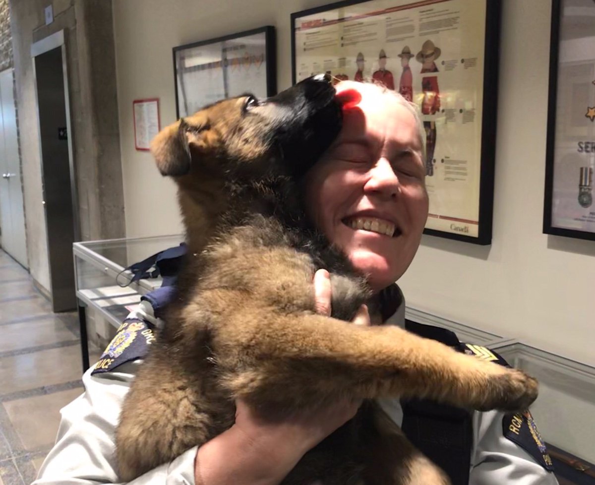 SurreyRCMP's tweet photo. Police puppy Lager paused for a split second (not even) to greet Sgt McKinney - the best way to start or end a shift! https://t.co/8bToeLNnRb