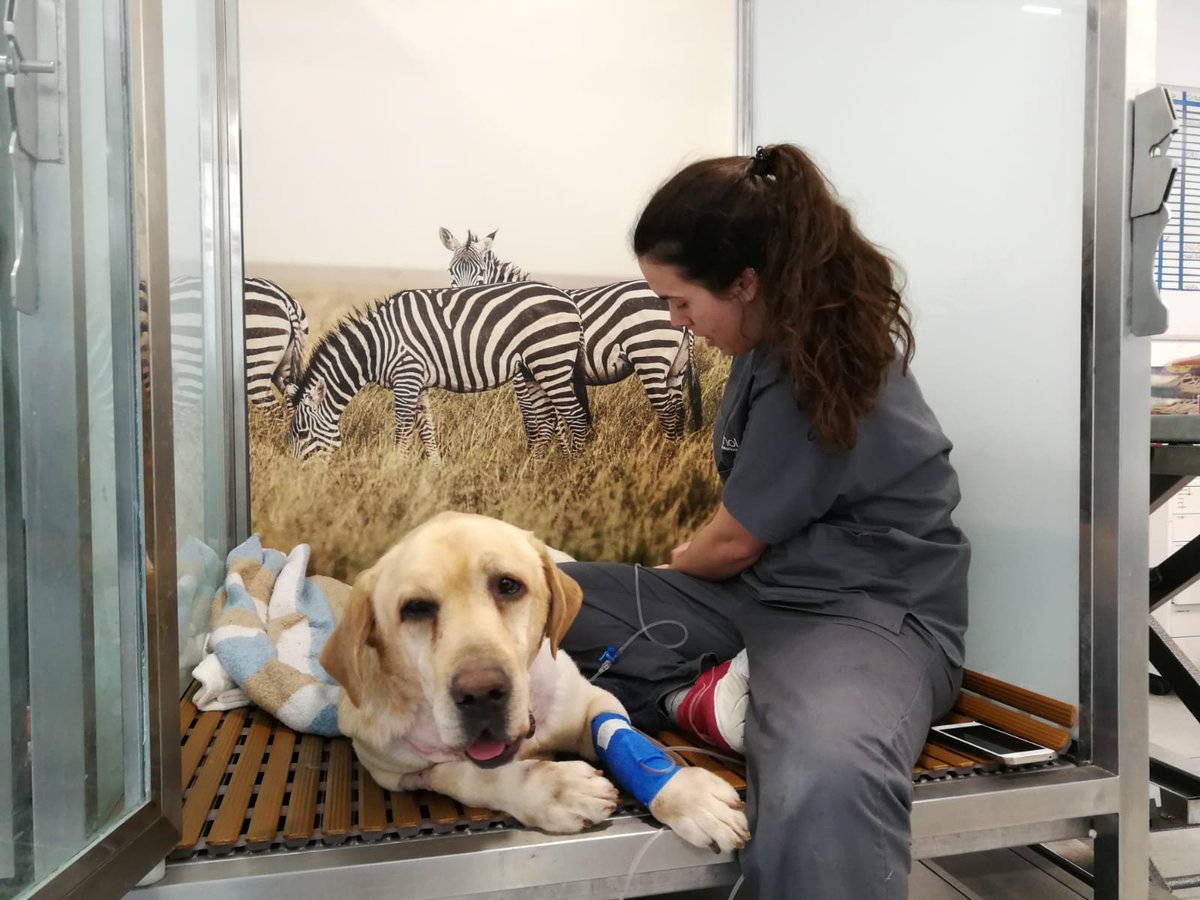 Héroes de 4 Patas tweet media