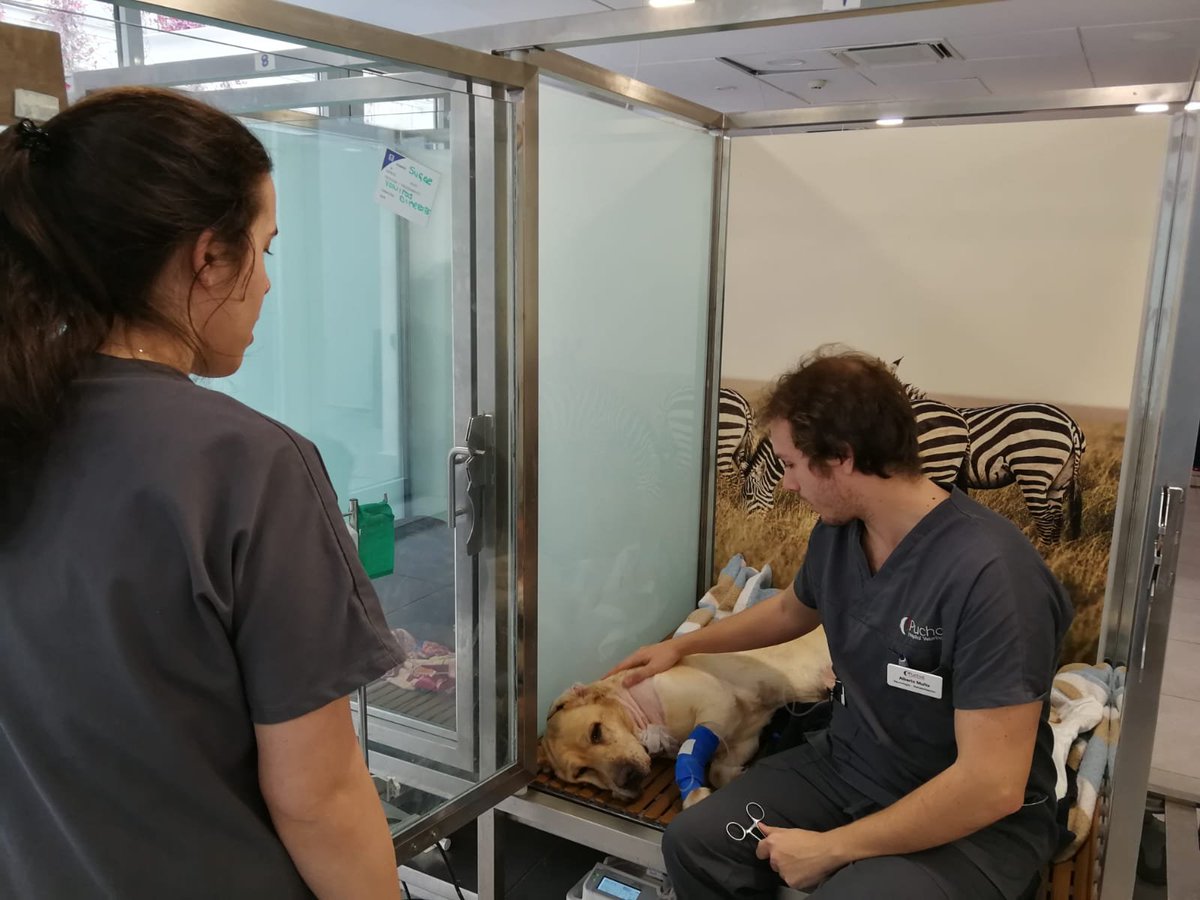 Héroes de 4 Patas tweet media