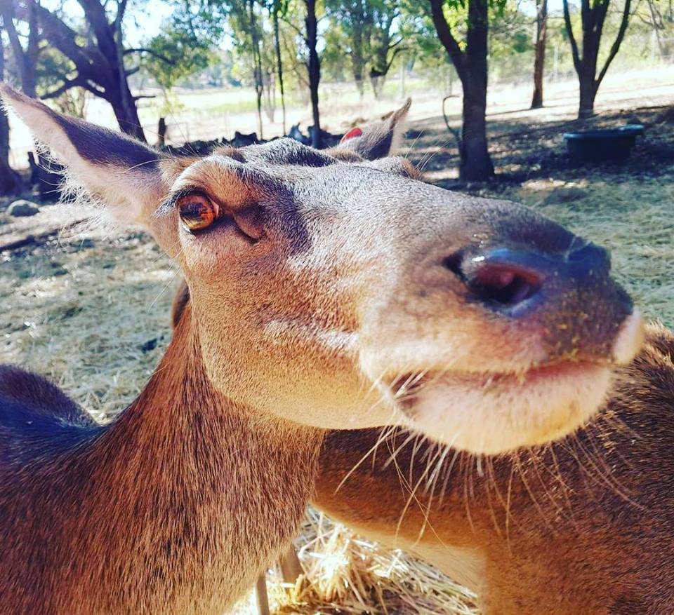 Animalconnect's tweet photo. Possum Valley Animal Sanctuary is located in Australia and accepts local volunteers and has events! For a full list of sanctuaries go to https://t.co/d7sn8LrozW
 <3 Love &amp; Blessings <3 https://t.co/AyYqH5GrPe