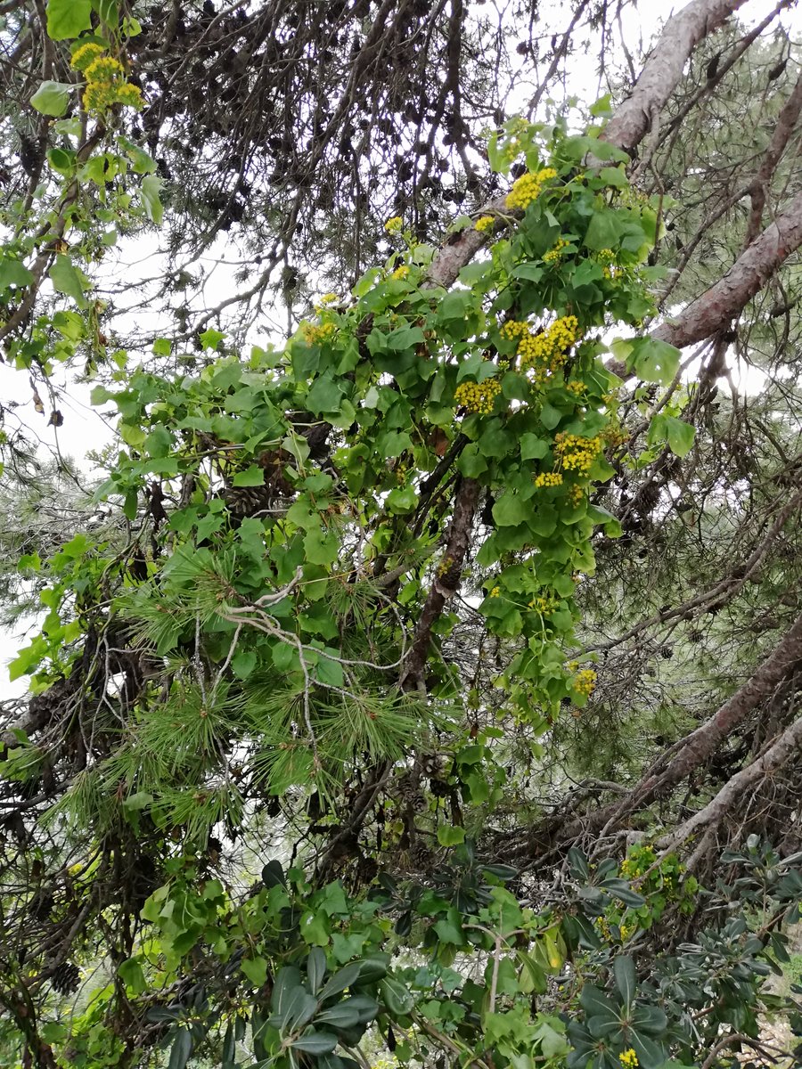nuriadeuf's tweet photo. Cada dia ho tinc + clar.Prendre consciència amb el medi ambient hauria de ser una de les assignatures obligatòries d'incorporar en el sistema educatiu #LiniesVermelles q no hauríem de traspassar #Després enmalatim i no sabem pq #SalutINatura https://t.co/IsBrTcppOV