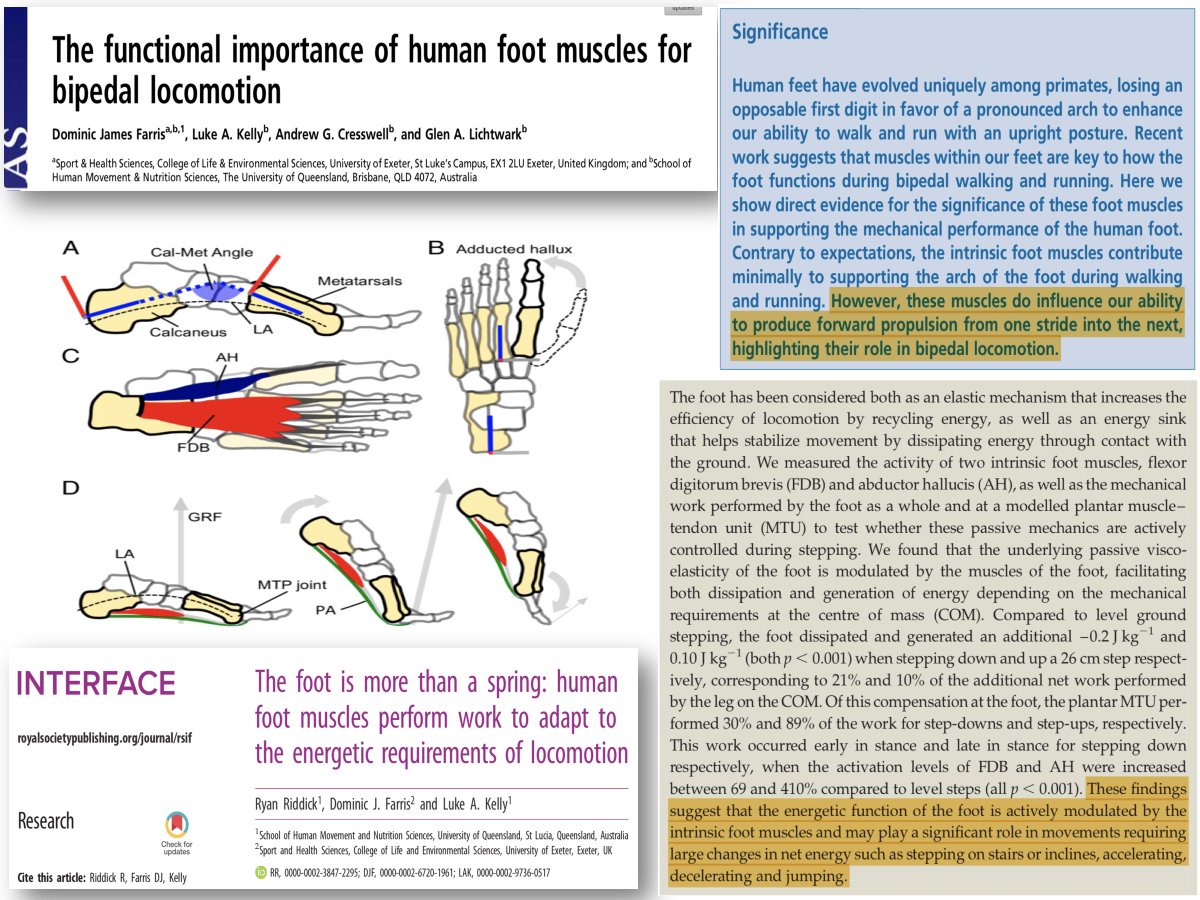 jb_morin's tweet image. Foot &amp;amp; ankle muscles are active contributors to human &quot;propulsion&quot;
Sprint, jump, COD, etc...don&apos;t let them be your weakest link 🔗💪👣
Great new research here 👏 ✅🧐  ⏩ on to sport performance ?😍
ncbi.nlm.nih.gov/pubmed/30655349
ncbi.nlm.nih.gov/pubmed/30462568
royalsocietypublishing.org/doi/10.1098/rs…