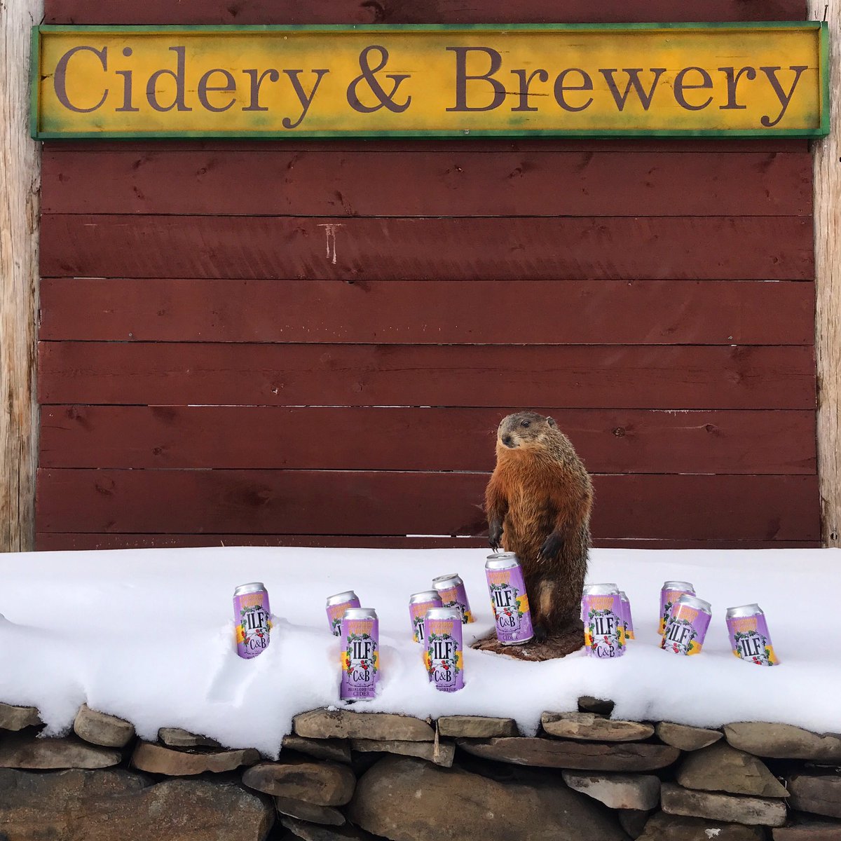 ILFCiderBrewery's tweet photo. Weβre coaxing the groundhog out of the hole with a Lavender & Honey can release this Saturday, FREE Groundhog Hikes, The Swingin Palms #groundhogday2019 #canrelease #lavenderhoneycider #groundhogdayparty #farmtotable #farmtocan #farmtoglass #nofarmsnobeer #biergarten #billmurray https://t.co/tez6Qr8O3N