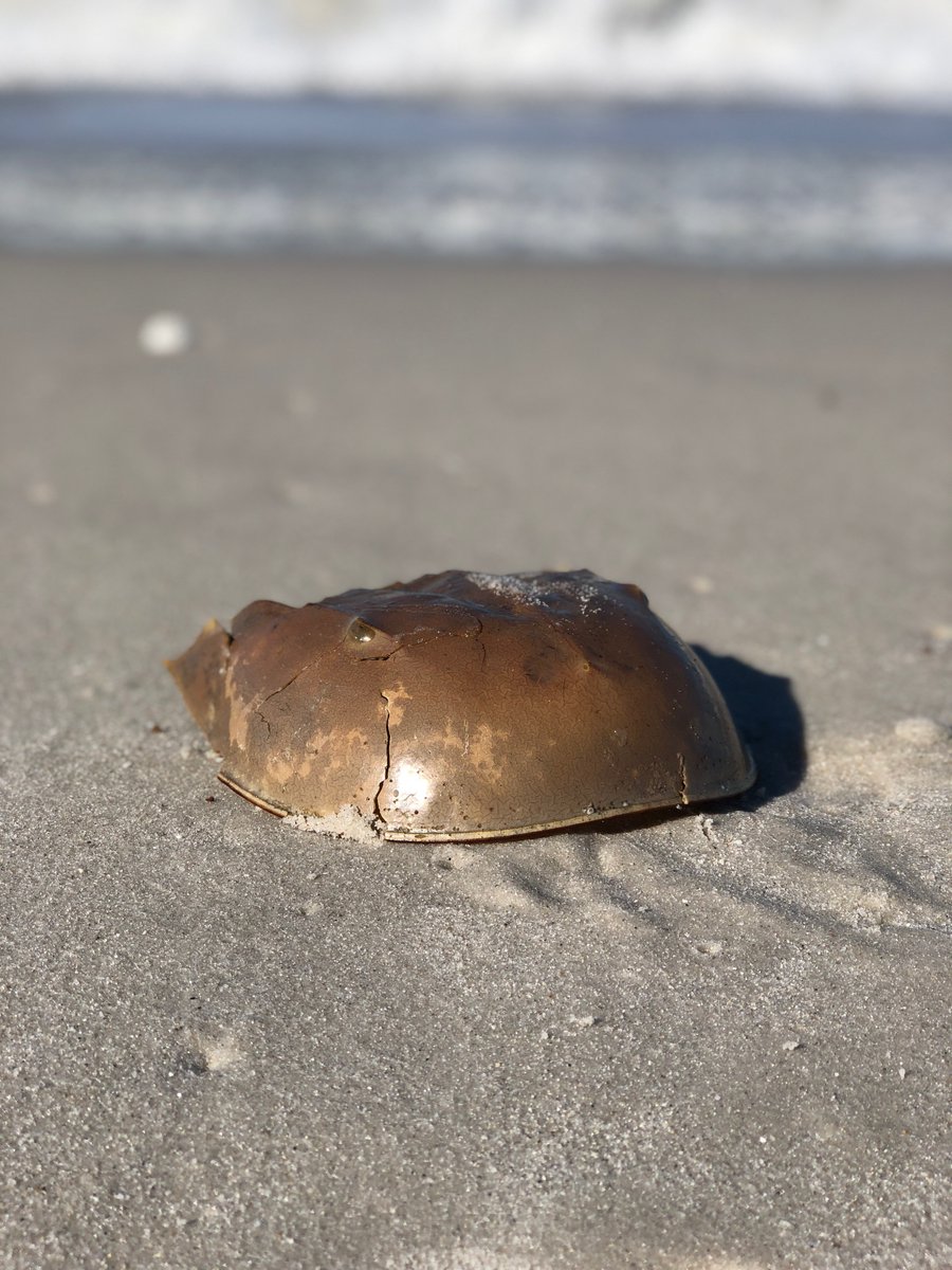 MissShade3's tweet photo. This creature is considered to be a "living fossil" otherwise known as a Horseshoe crab. I discovered this guy about a year ago washed up on the shores of Florida. Go to https://t.co/fExF3E7lUZ if you are interested about learning more about these incredible creatures. https://t.co/CJ82XmgUAc