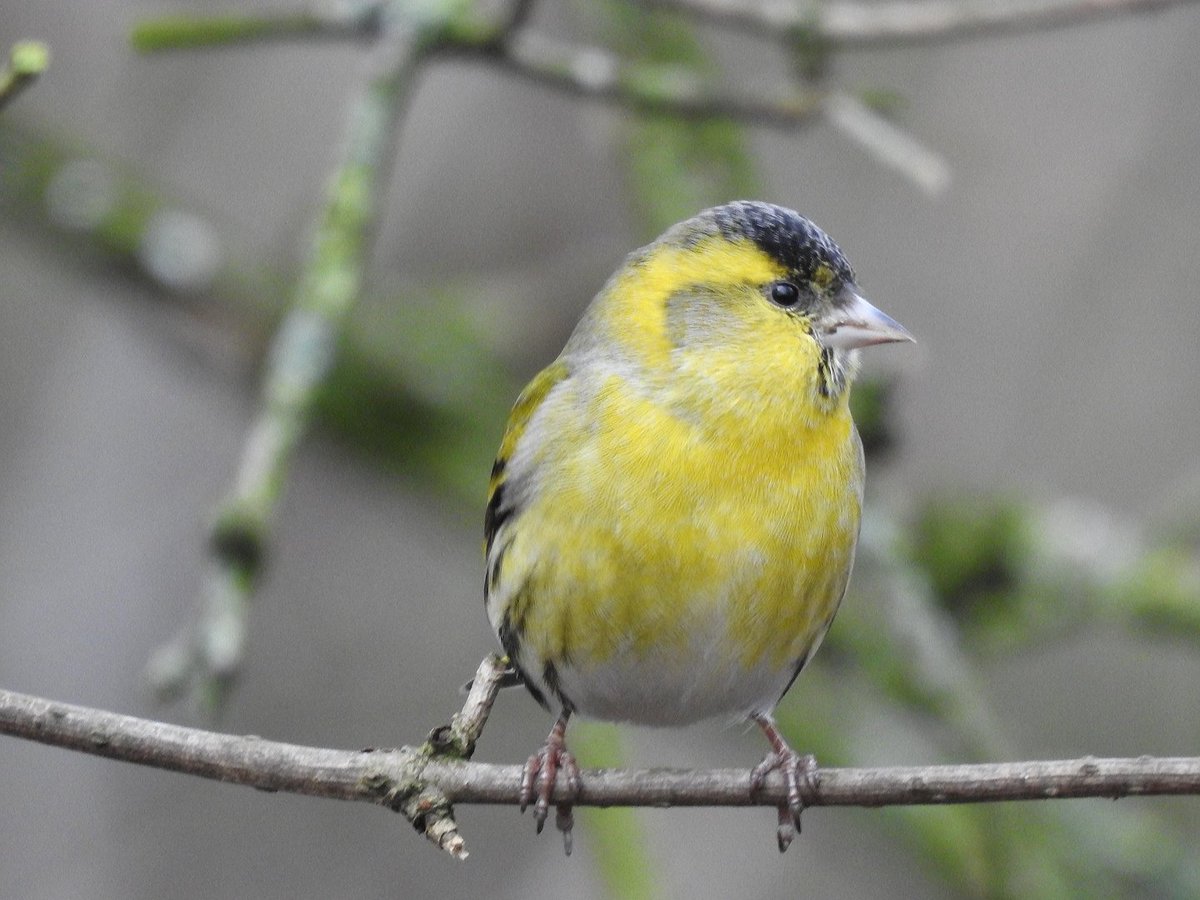 A Male Siskin, taken today at Calke Abbey, Derbyshire....Soooo excited 👍😁 
#Winterwatch #nature #TwitterNatureCommunity #photography #wildlifephotography #Siskins