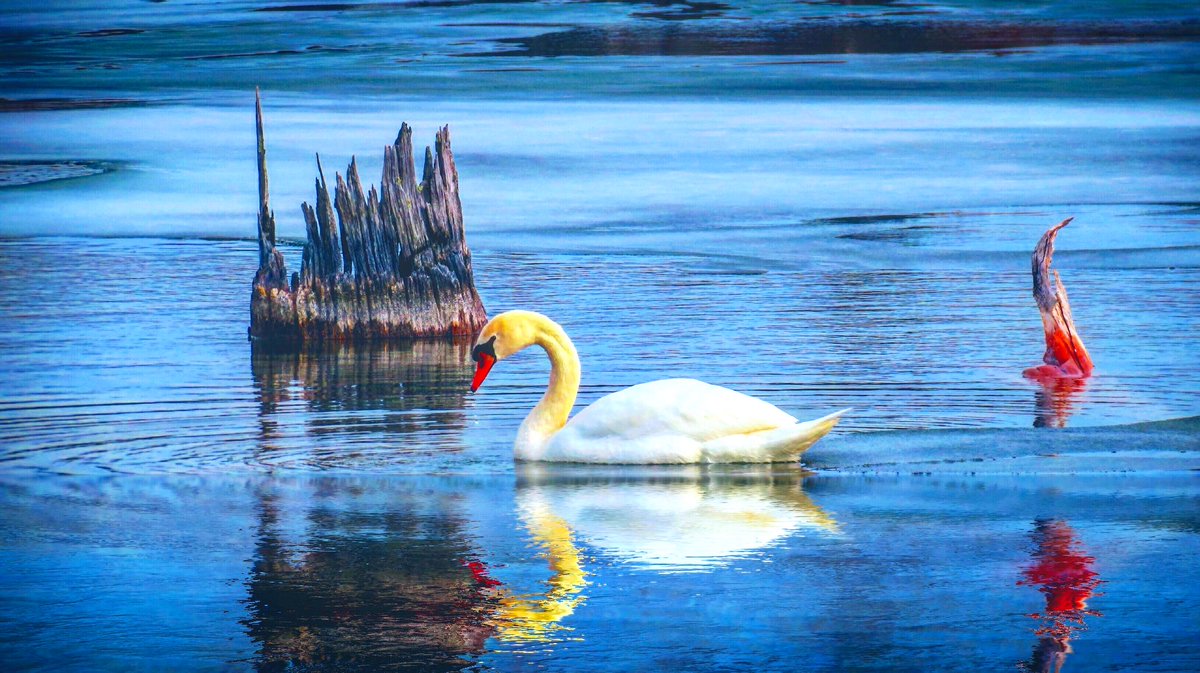 MitchandMarcy's tweet photo. With #ArcticBlast bitter cold temps, the beautiful #swans of #elkrapidsmichigan dodge the #icywater #swanreflection
#puremichiganwinter #LetsWinter
๐ธ#mitchandmarcyphotos
@PureMichigan @AroundMichigan @StormHour @SnowHour @PicBallot @MIBeachtowns @TraverseCity @HikeNorthernMI
. https://t.co/jTmsAp4Kkf