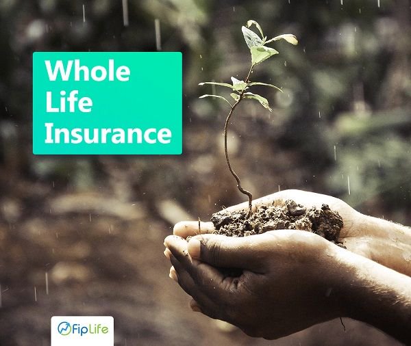 fiplife's tweet photo. Whole Life Insurance essentials

#LifeInsurance 
#financialplanning 
#invesment
https://t.co/U8DHSVoplF https://t.co/0jtolTpdGX