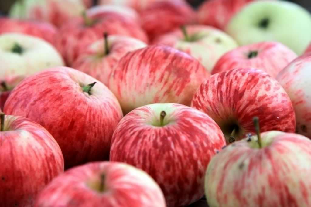 сорт полосатых яблок
